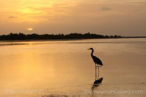 Josh Manring Photographer Decor Wall Art -  Florida Birds Everglades -92.jpg